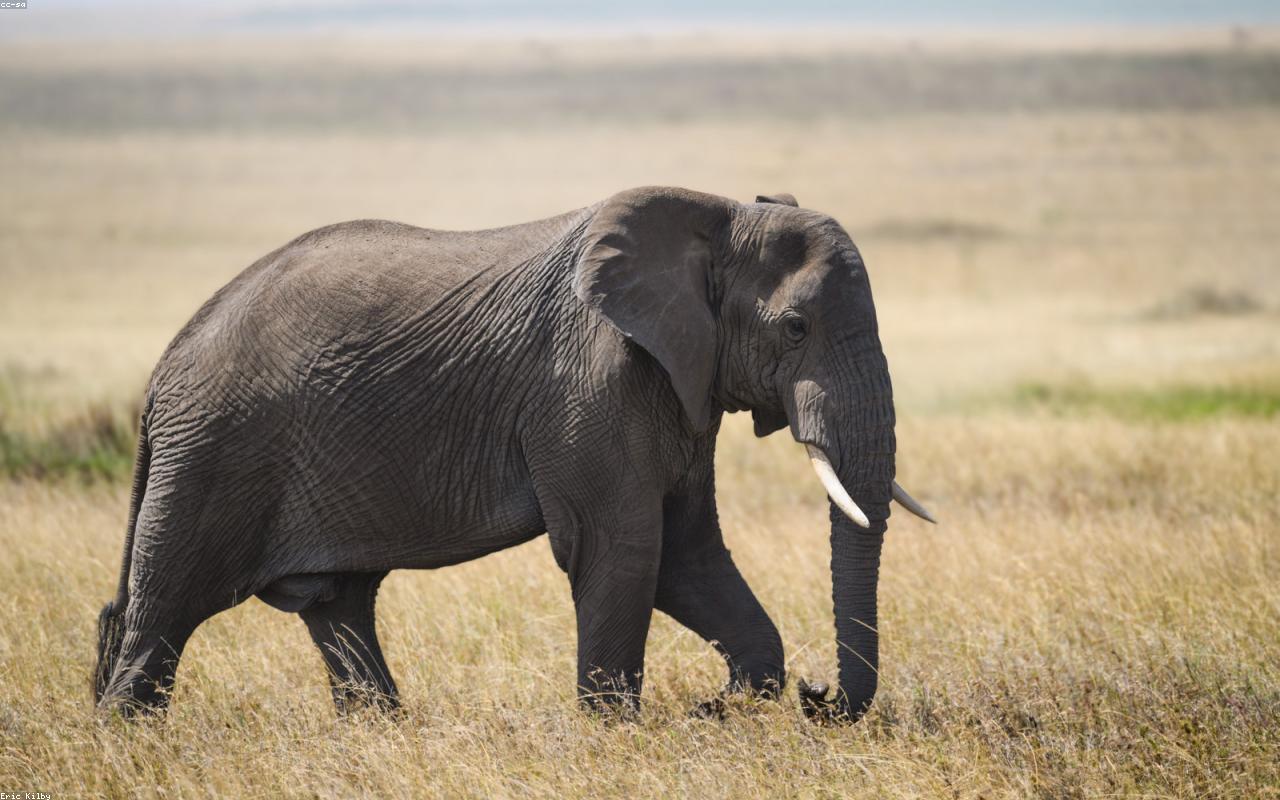 Meet the giants of the wild