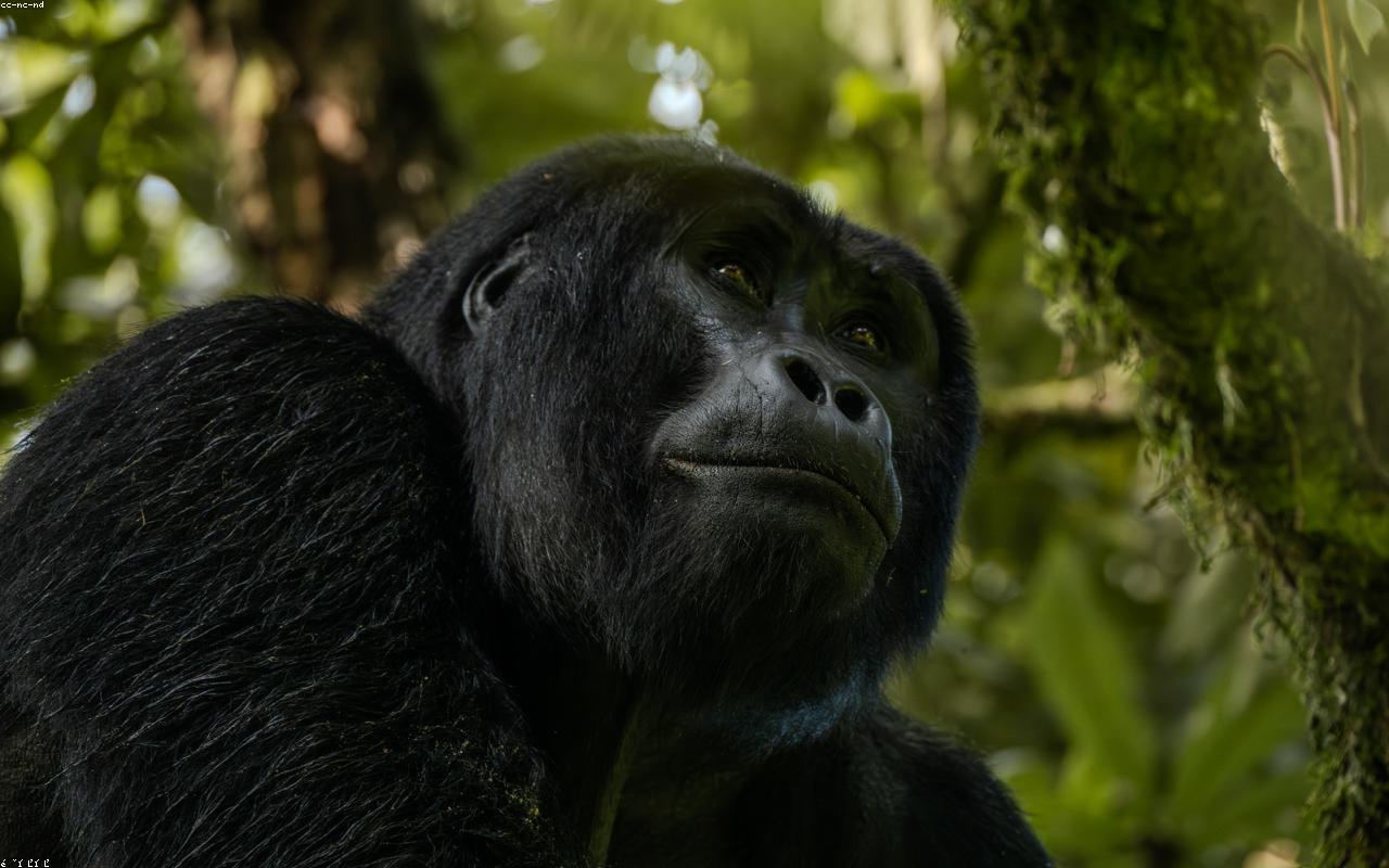 Bwindi Gorilla Trek