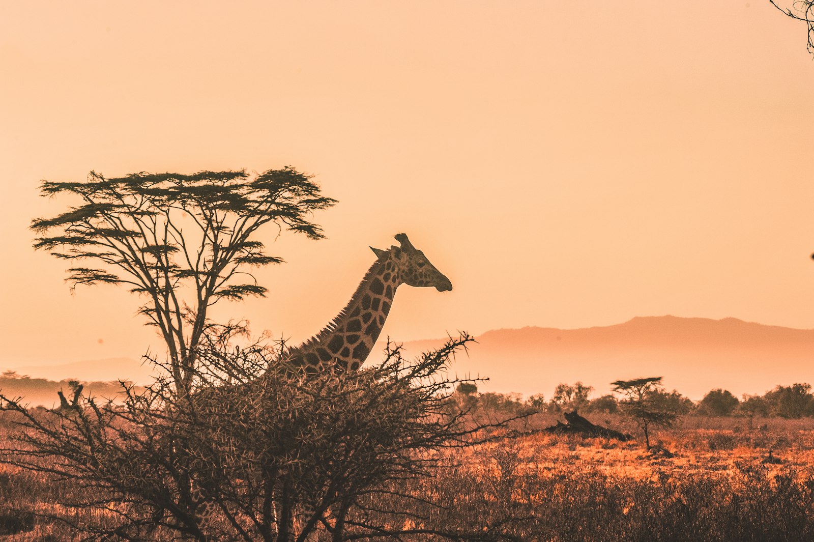 Golden-hour on the savanna